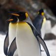 王企鵝麥夸里島亞種