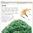 水瓜栗 水瓜栗