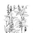 毛果豬屎豆 毛果豬屎豆