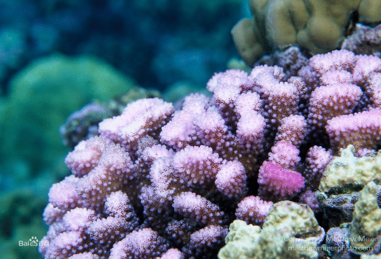 多曲杯形珊瑚