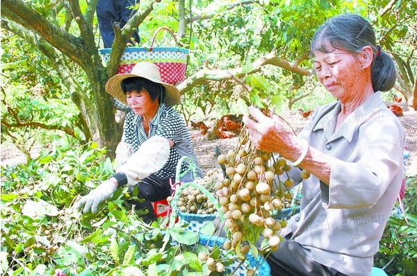 大垌鎮龍眼