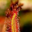 好望角毛氈苔(Drosera capensis)