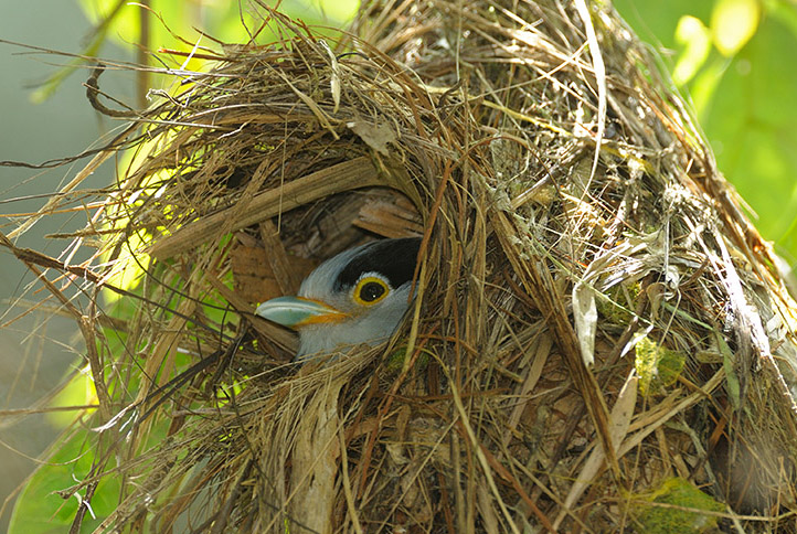 銀胸絲冠鳥(孵卵)