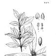 瓊南木姜子