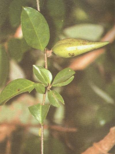 武靴藤(植物) 武靴藤(植物)