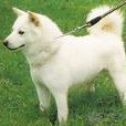 珍島犬 珍島犬