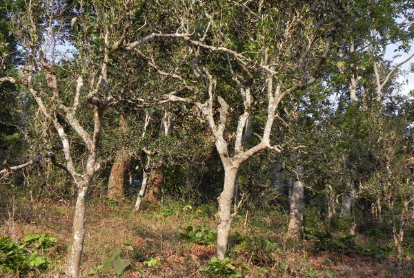 邦崴過渡型古茶樹