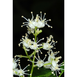 Amyris texana