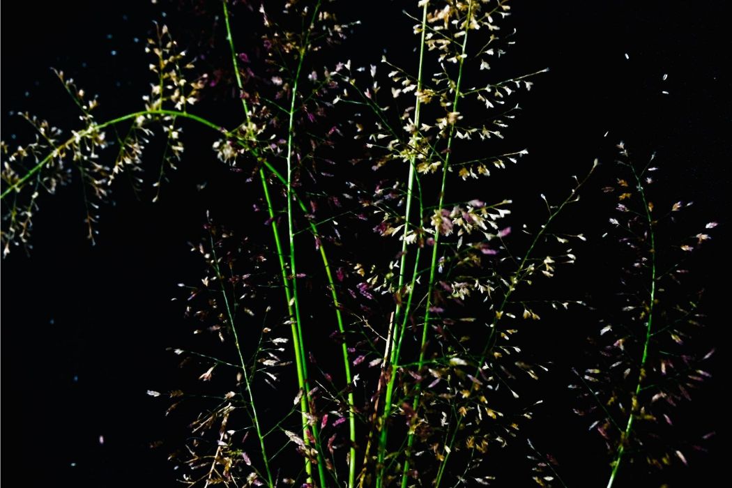 知風草(禾本科畫眉草屬植物) 知風草(禾本科畫眉草屬植物)