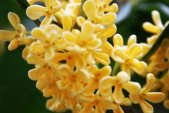 桂花績溪古6號 桂花績溪古6號