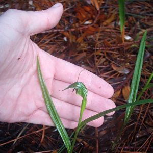 Pterostylis agathicola