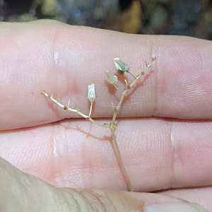 Gymnosiphon breviflorus