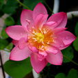 重水華 重水華