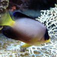 多彩刺尻魚 多彩刺尻魚