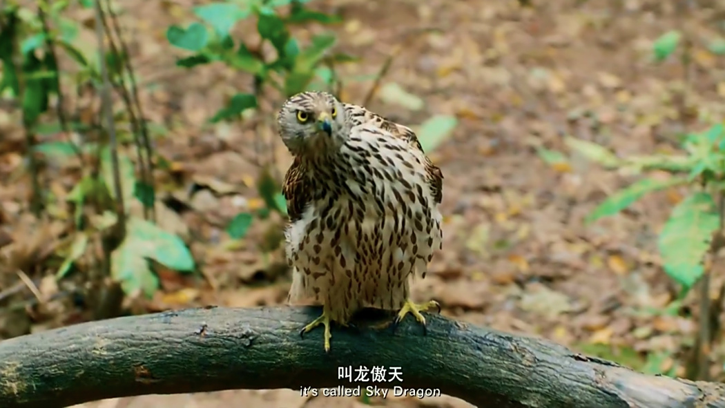 龍傲天(2017年電影《羞羞的鐵拳》中卷蓮門副掌門的鷹寵) 龍傲天(2017年電影《羞羞的鐵拳》中卷蓮門副掌門的鷹寵)