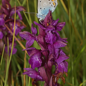 Dactylorhiza cordigera