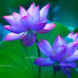 水芝 水芝