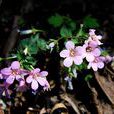 異花珍珠菜 異花珍珠菜