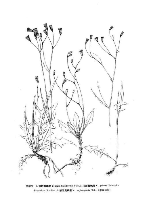 怒江黃鵪菜 怒江黃鵪菜