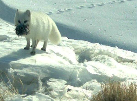 北極狐格陵蘭亞種