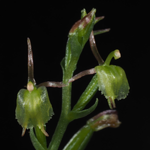 Stigmatodactylus heptadactylus