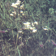 腳苔草 腳苔草