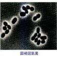 圓褐固氮菌 圓褐固氮菌