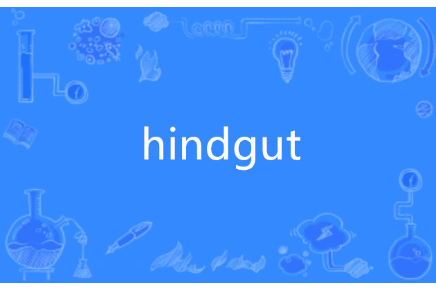 hindgut hindgut