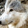 Himalayan wolf Himalayan wolf