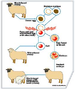 動物的染色體工程與育種