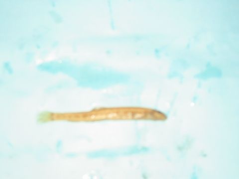 北方花鰍 北方花鰍
