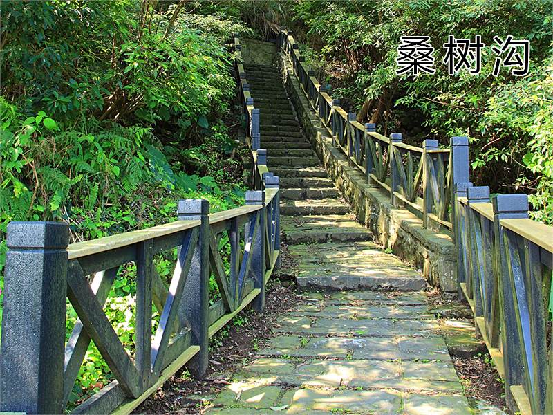 桑樹溝
