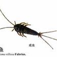 毛衣魚 毛衣魚
