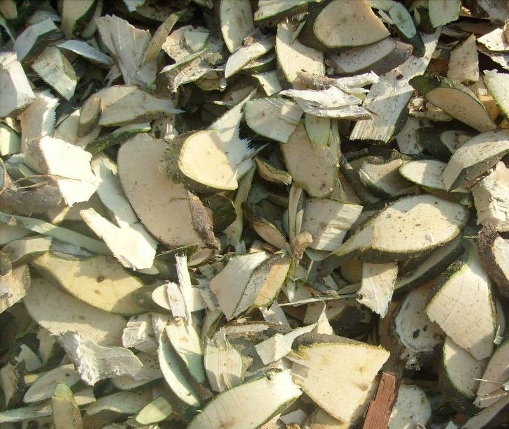 木患根 木患根