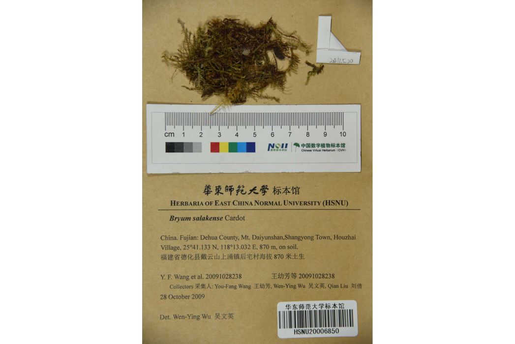 擬大葉真蘚 擬大葉真蘚
