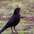 百舌鳥(雀形目鶇科動物)