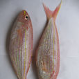 紅三魚 紅三魚
