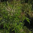黃荊(牡荊屬植物) 黃荊(牡荊屬植物)