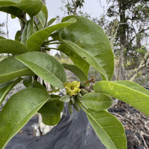 Nothocestrum latifolium