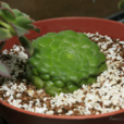 盤葉蓮花掌 盤葉蓮花掌
