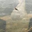六須鯰魚(歐洲巨鯰) 六須鯰魚(歐洲巨鯰)