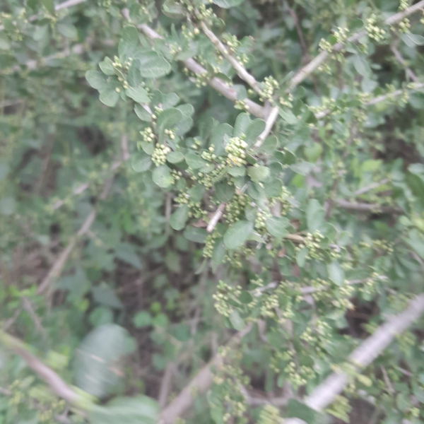 Schinus sinuata
