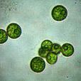 微藻