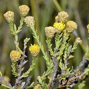Marasmodes undulata
