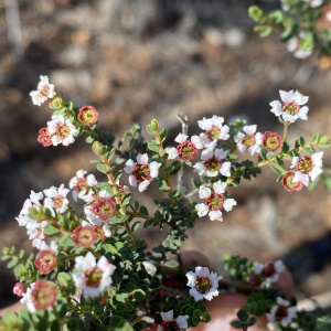 Ericomyrtus serpyllifolia