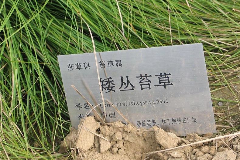 矮叢薹草 矮叢薹草