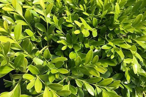 Buxus sinica var. insularis \x27Tide Hill\x27 Buxus sinica var. insularis \x27Tide Hill\x27