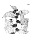 暗色菝葜 暗色菝葜