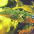 三刺魚 三刺魚