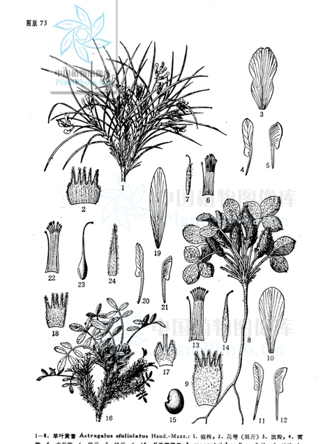 單葉黃芪(單葉黃耆) 單葉黃芪(單葉黃耆)